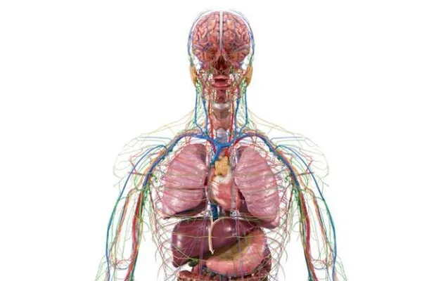 human anatomy vr-02